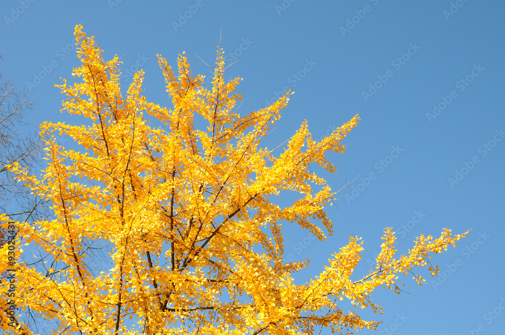Ginkgo biloba (maidenhair tree) in autumn colors against the blue sky, Ginkgo biloba (maidenhair tree) in autumn colors against the blue sky,