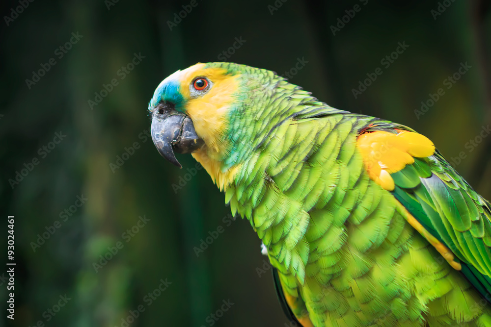 Naklejka premium Single Blue-Fronted Amazon Parrot (Amazona aestiva) closeup