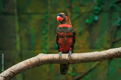 Single dusky lory (Pseudeos fuscata) on a tree branch 
