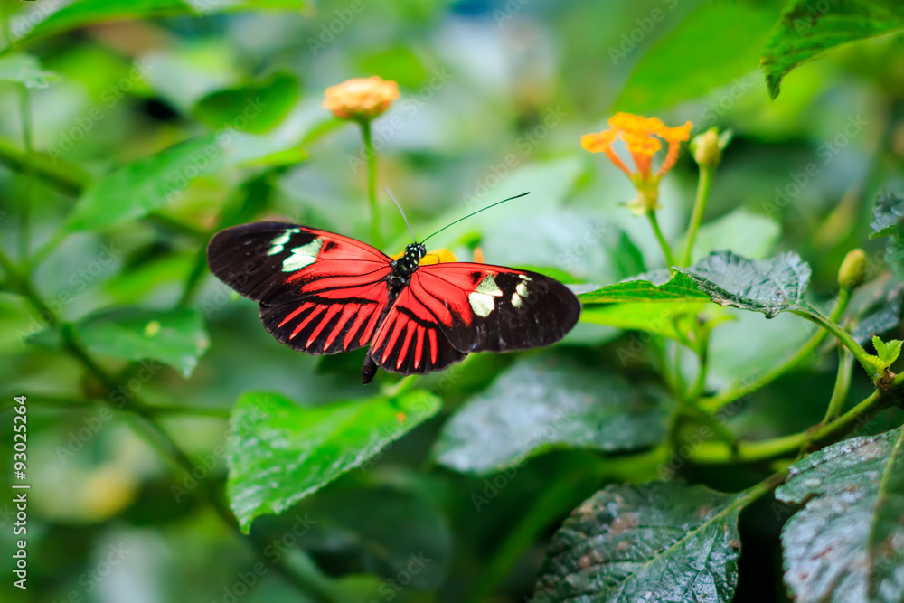 Single Red Postman Butterfly or Common Postman (Heliconius melpomene) perched on a yellow flower closeup Single Red Postman Butterfly or Common Postman (Heliconius melpomene) perched on a yellow flower closeup