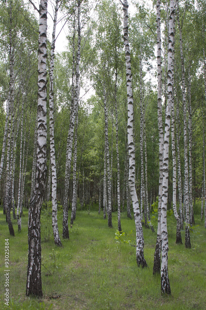 Fototapeta premium Spring in birch grove