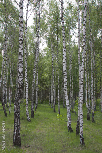 Fototapeta Naklejka Na Ścianę i Meble -  Spring in birch grove