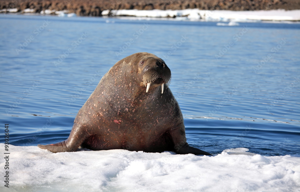 Fototapeta premium Walrus cow on ice floe 