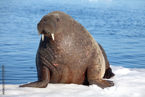 Walrus cow on ice floe
 photo