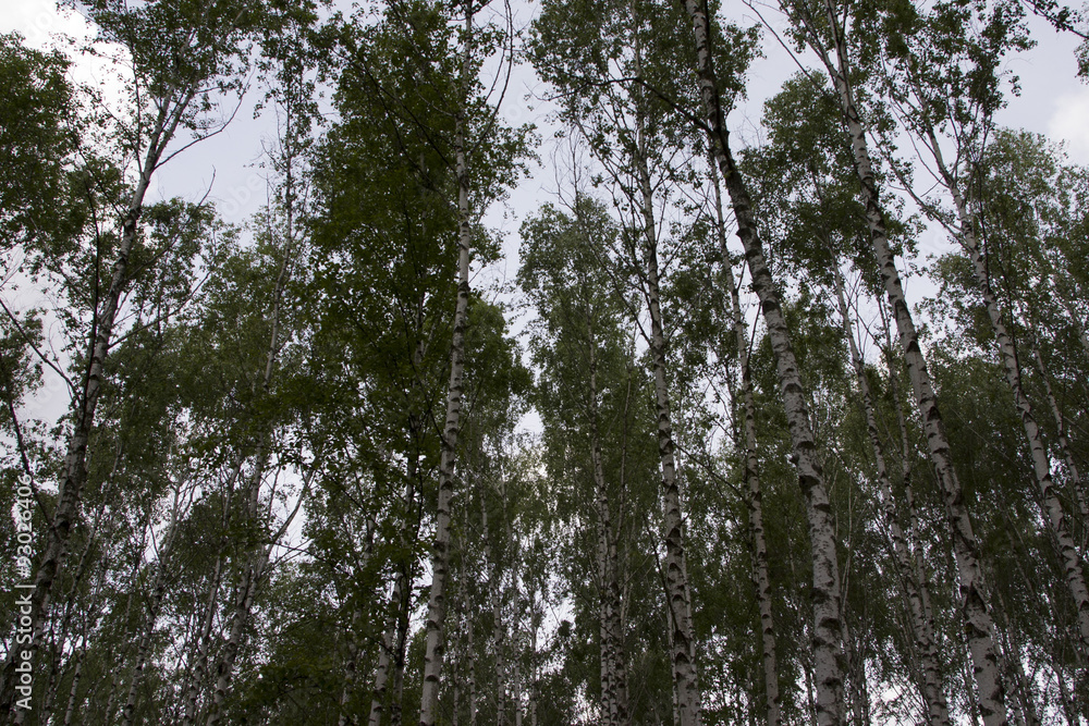 Fototapeta premium The sky in birch forest