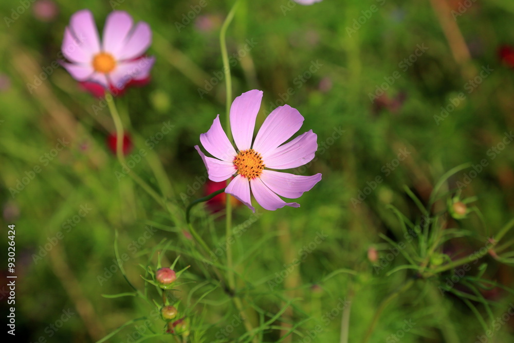 Fototapeta premium コスモスの花