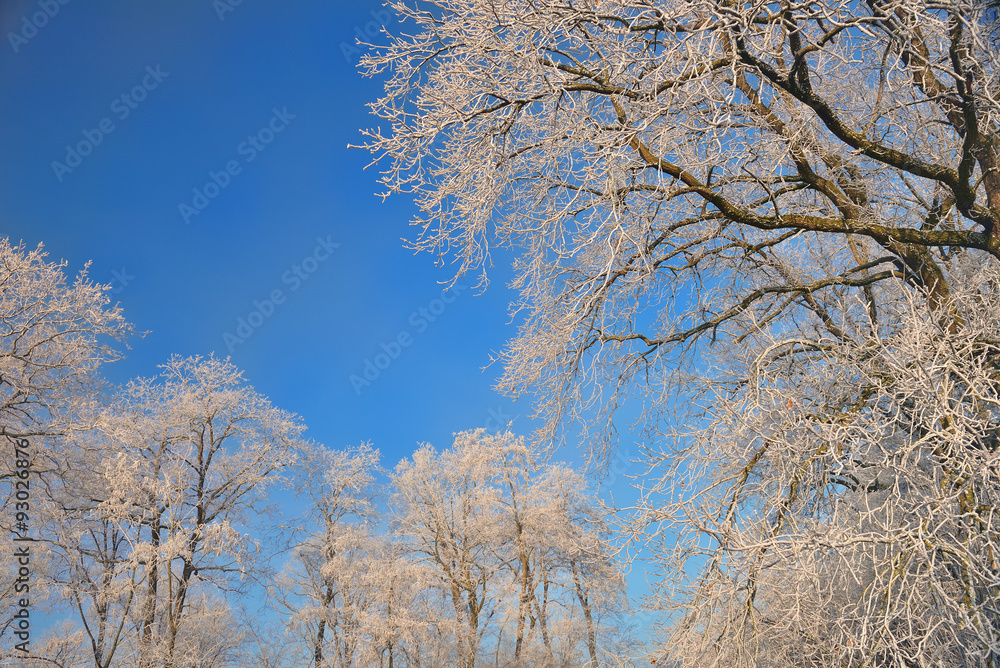 View of frozen top trees on blue sky background View of frozen top trees on blue sky background