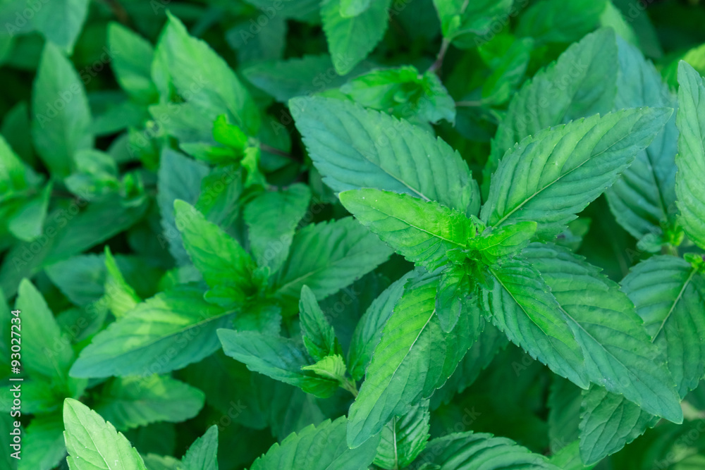 mint mint