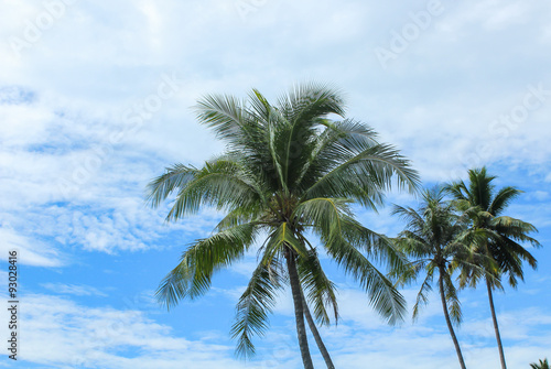 Coconut tree under blue sky.