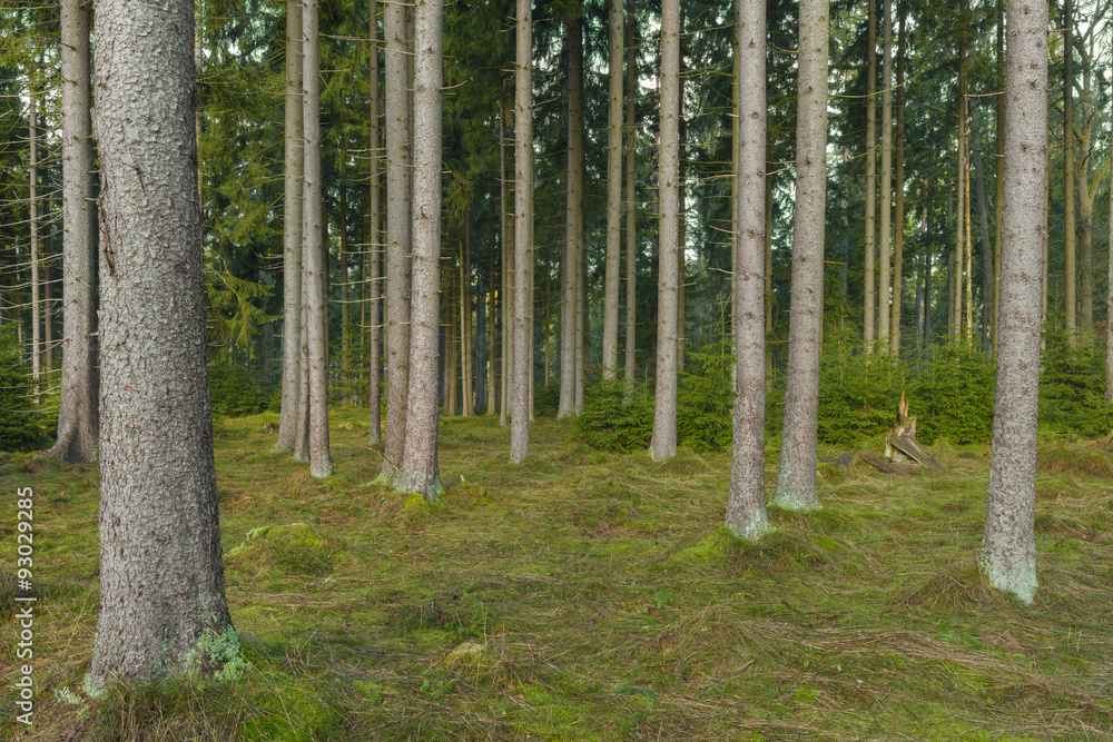 Obraz premium Spruce Forest