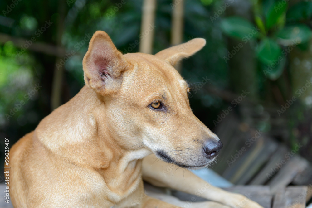 The dog color brown is squat, Close up face brown dog The dog color brown is squat, Close up face brown dog
