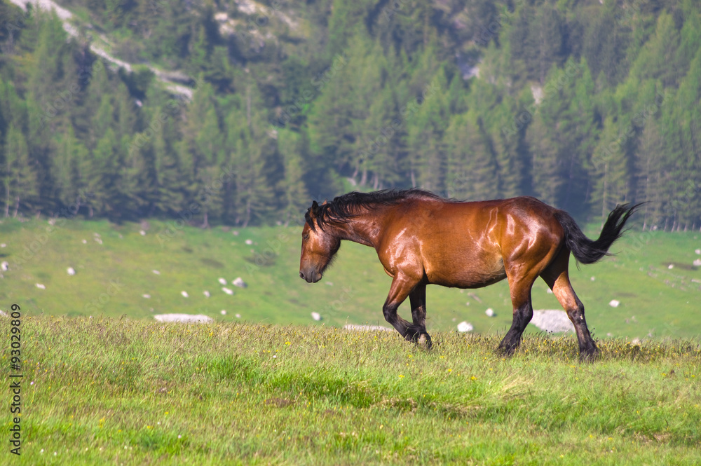 Fototapeta premium Altopiano di Campo Imperatore