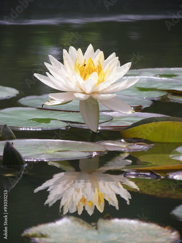 Beauty yellow water lilly flower on Water reflection