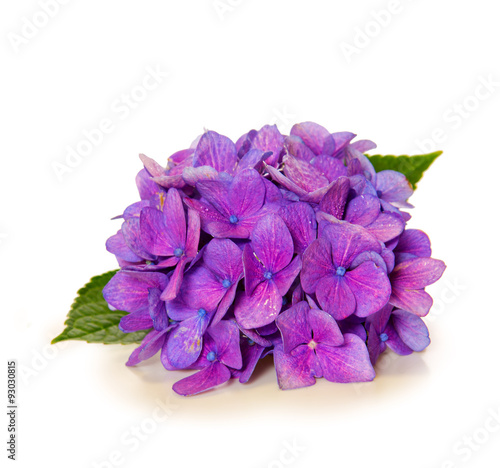 Violet hydrangea flower isolated .