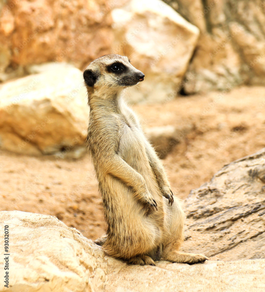 Fototapeta premium Meerkat in the zoo