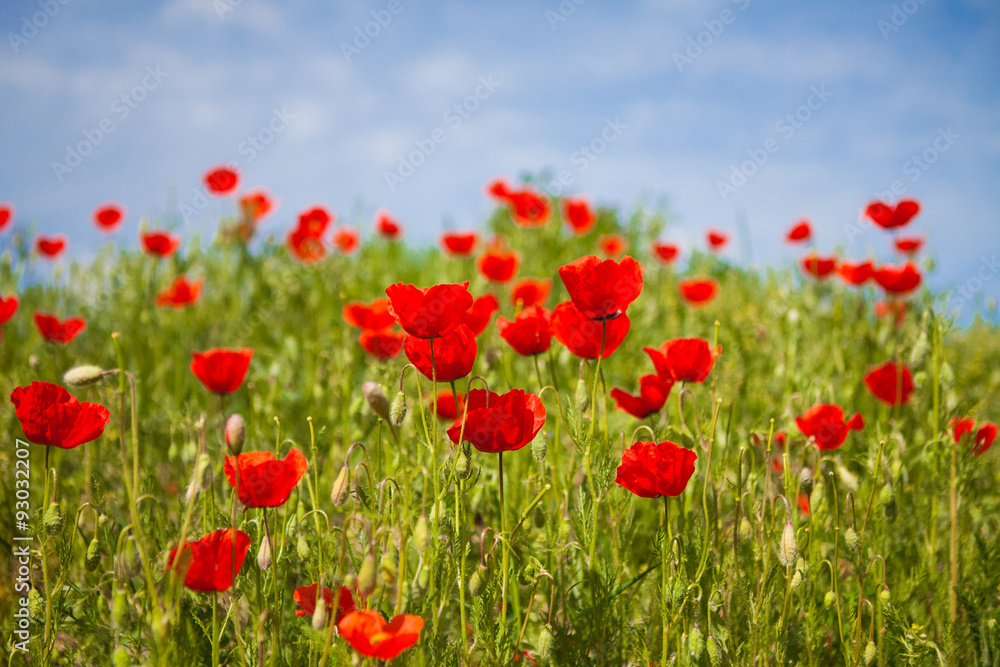 Fototapeta premium Poppy landscape