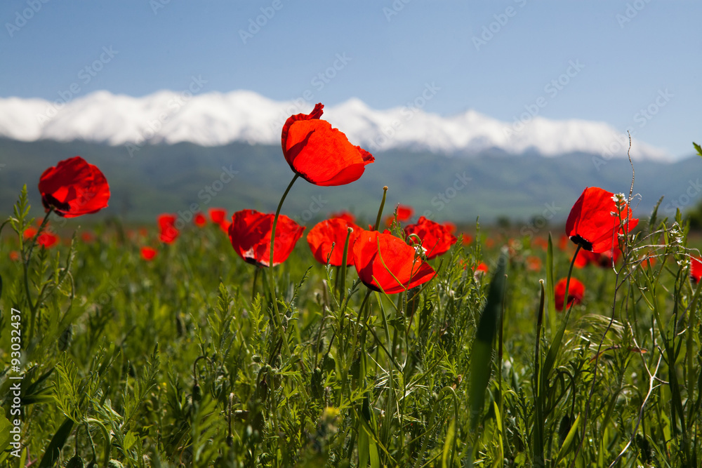 Obraz premium Poppy landscape