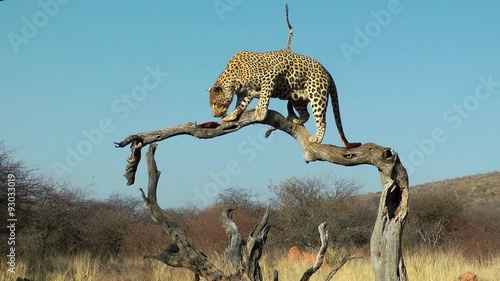 leopard eating a piece of meat, namibia