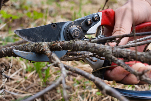 Pruning black current by garden pruner