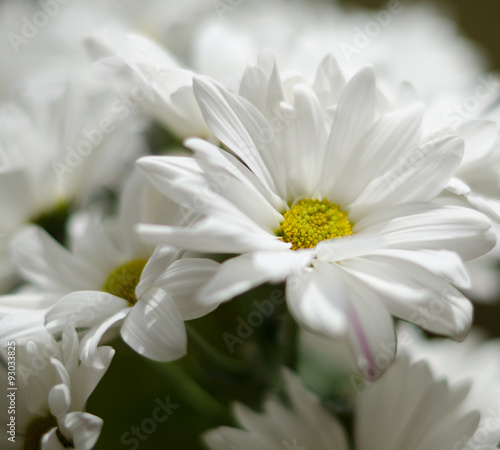 beautiful white flowers of chrysanthemum close up