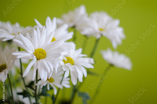 beautiful white flowers of chrysanthemum on green background