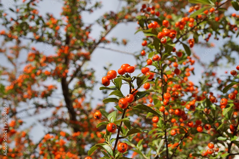 Pyracantha (firethorn) branch with red berry pomes Pyracantha (firethorn) branch with red berry pomes