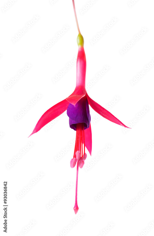 Obraz premium blooming beautiful single flower of lilac and red fuchsia is iso