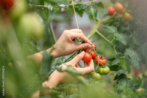 Unrecognizable young woman in her garden harvesting tomatoes 