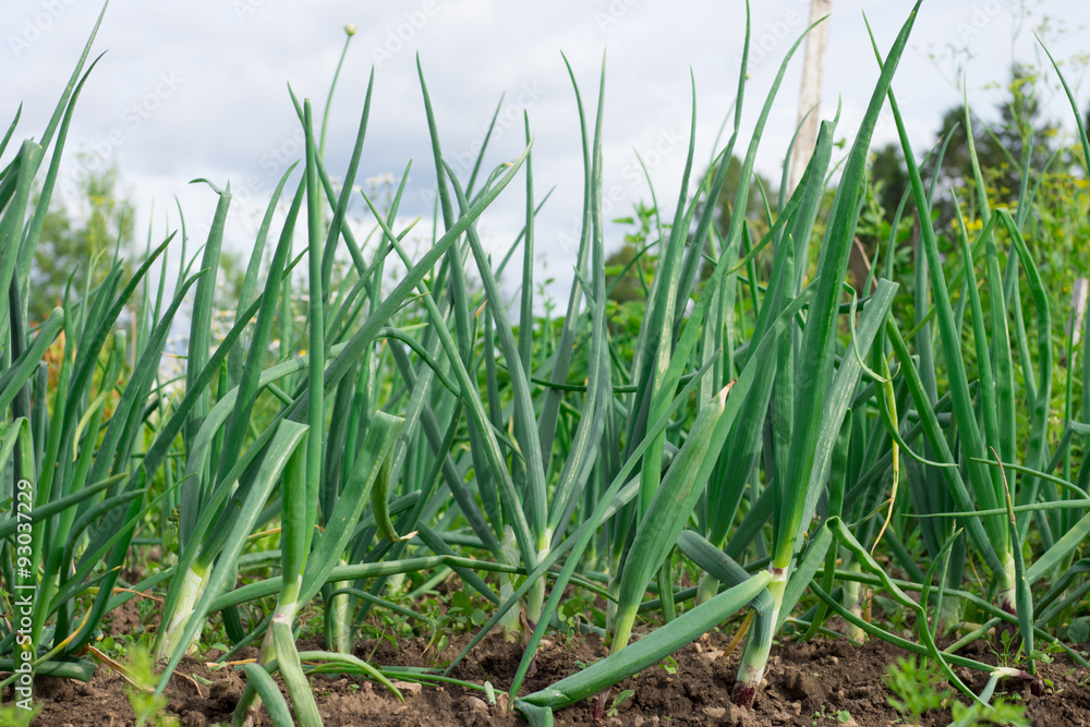 Fototapeta premium Green garlic leaves growing.