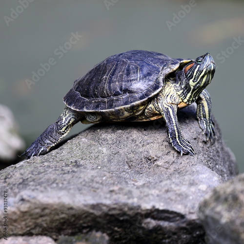 Tortoise Resting on Rock