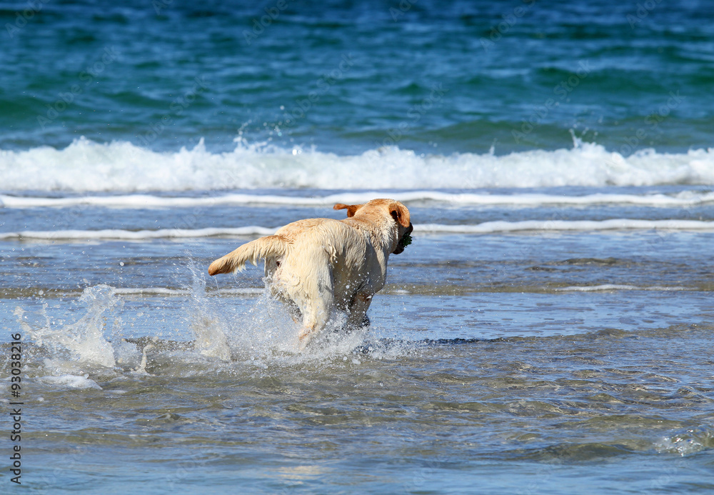 a nice yellow labrador swimming in the sea a nice yellow labrador swimming in the sea