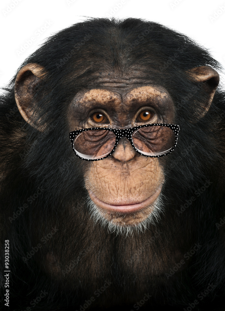 Naklejka premium Close-up of a Chimpanzee looking at the camera, Pan troglodytes
