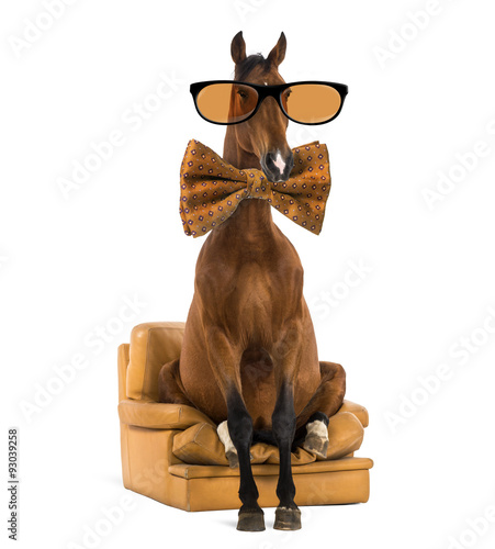 Fototapeta Naklejka Na Ścianę i Meble -  Andalusian horse sitting on an armchair