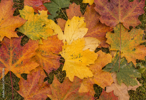Colorful background of fallen autumn leaves photo