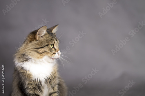 beautiful cat with an open mouth licked and looking away photo