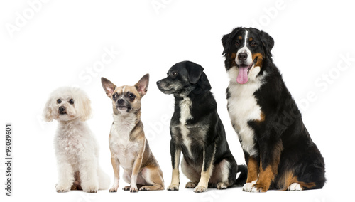 Fototapeta Naklejka Na Ścianę i Meble -  Group of dogs in front of a white background