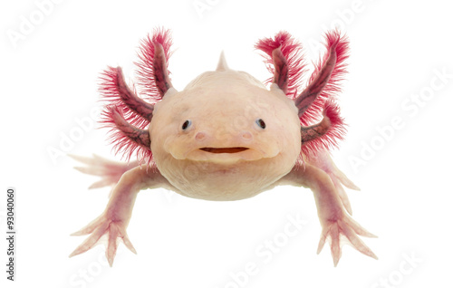 Axolotl (Ambystoma mexicanum) in front of a white background