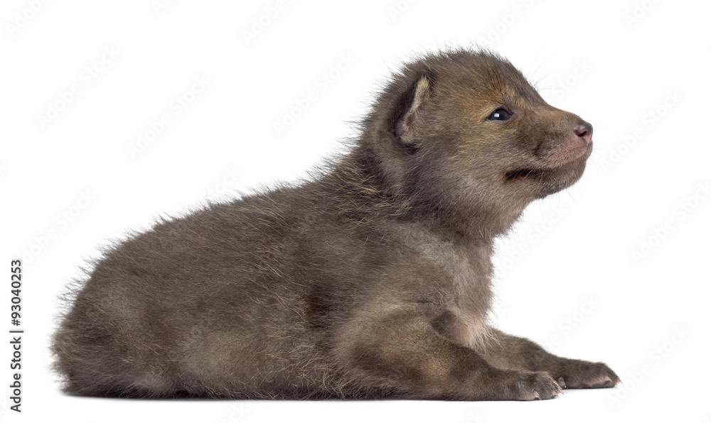 Fox cub (4 weeks old) lying in front of a white background Fox cub (4 weeks old) lying in front of a white background