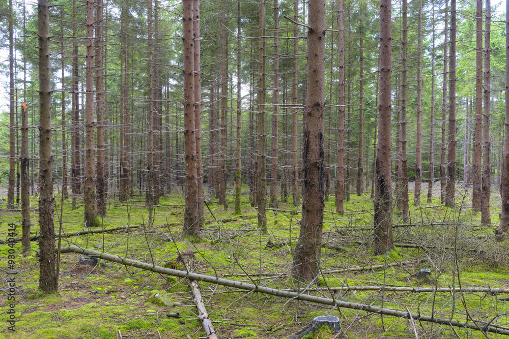 Fototapeta premium Spruce Forest
