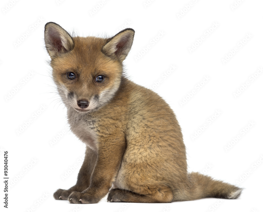 Obraz premium Fox cub (7 weeks old) sitting in front of a white background