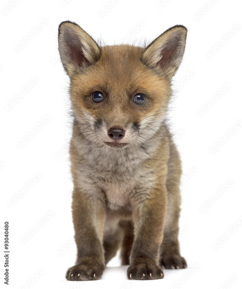 Fototapeta premium Fox cub (7 weeks old) sitting in front of a white background