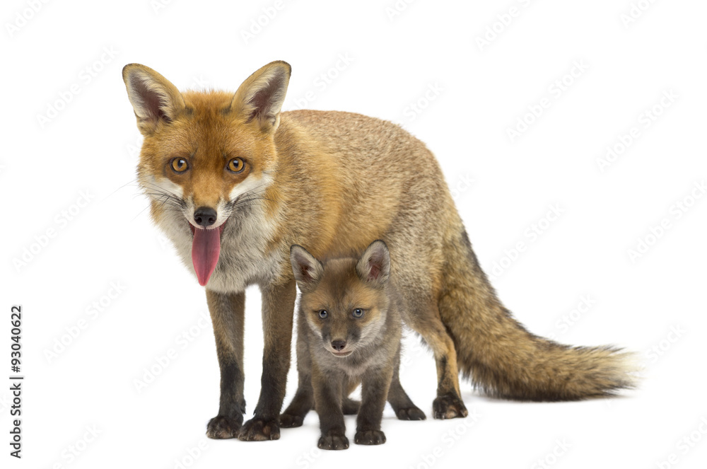 Mother fox with her cub (7 weeks old)