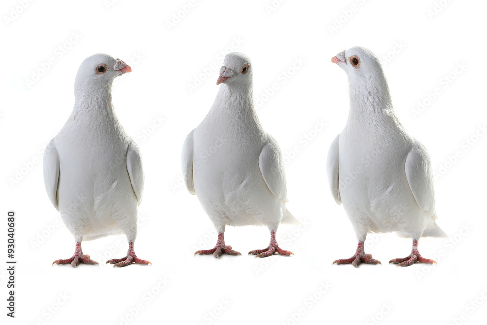 Fototapeta premium three white pigeon