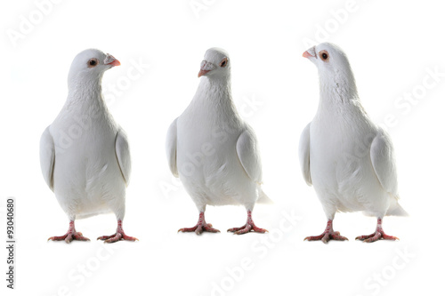 three white pigeon
