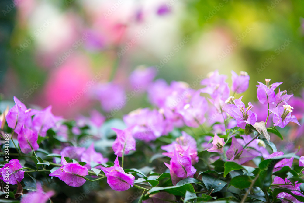 紫色の花（横写真）