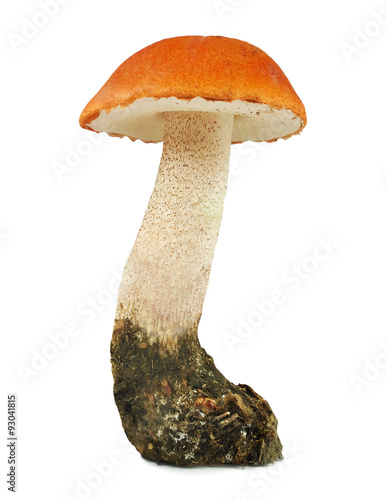 Leccinum red isolated on white background