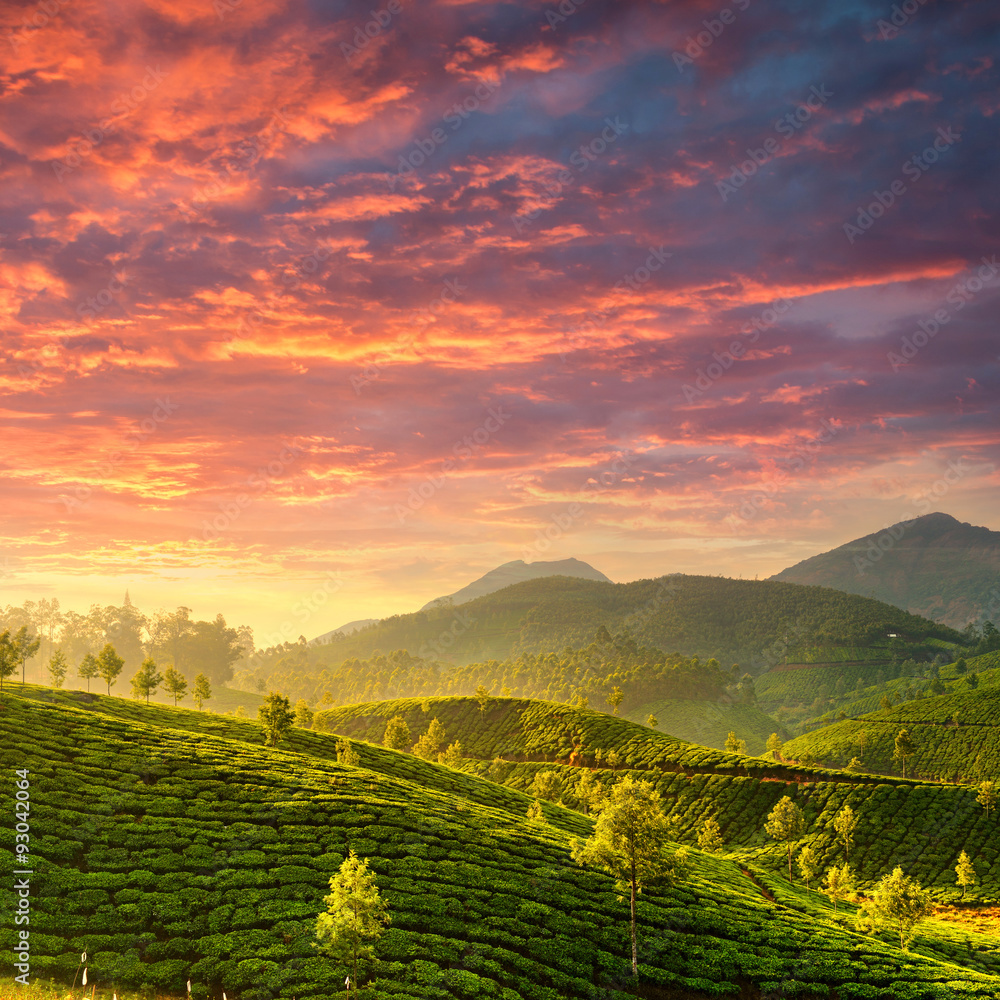 Tea plantations in state Kerala, India