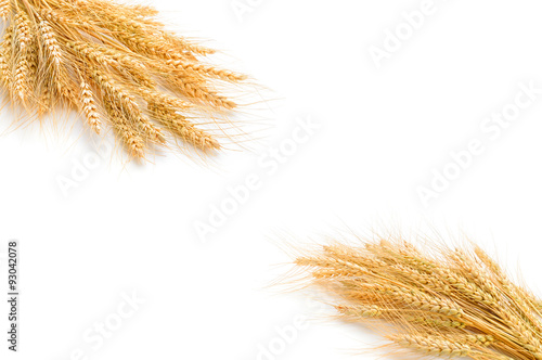 the wheat