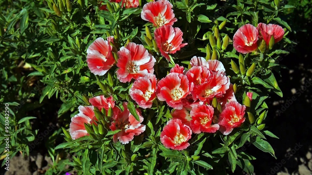 Red Godetia swinging on the wind
