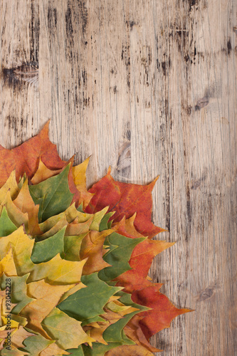 Autumn background with maple leaves .